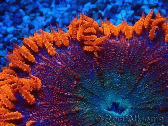 WYSIWYG Phymanthus crucifer (formerly: Epicystis) 3