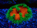 WYSIWYG Phymanthus crucifer (es: Epicystis) 4