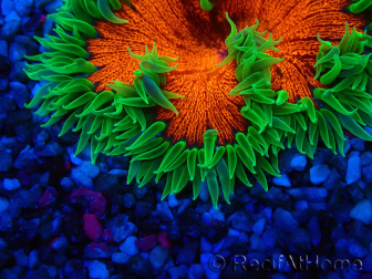 WYSIWYG Phymanthus crucifer (ej: Epicystis) 4