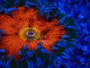 WYSIWYG Phymanthus crucifer (por ejemplo: Epicystis) 5