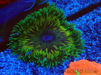WYSIWYG Phymanthus crucifer (ehemals: Epicystis) 6