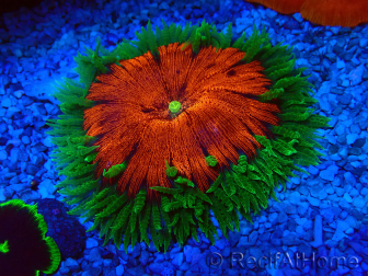 WYSIWYG Phymanthus crucifer (ex : Epicystis) 8