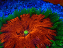 WYSIWYG Phymanthus crucifer (ej.: Epicystis) 8