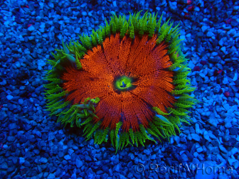 WYSIWYG Phymanthus crucifer (ej.: Epicystis) 9