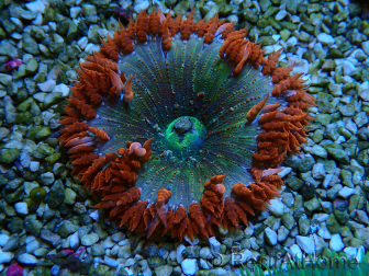 WYSIWYG Phymanthus crucifer (ehemals: Epicystis) 1