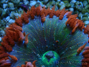 WYSIWYG Phymanthus crucifer (ehemals: Epicystis) 1