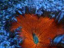 WYSIWYG Phymanthus crucifer (ex: Epicystis) 2