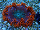 WYSIWYG Phymanthus crucifer (ex : Epicystis) 3