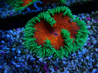 WYSIWYG Phymanthus crucifer (e.g., Epicystis) 4