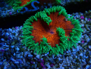 WYSIWYG Phymanthus crucifer (ej: Epicystis) 4