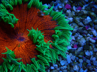 WYSIWYG Phymanthus crucifer (ej: Epicystis) 4