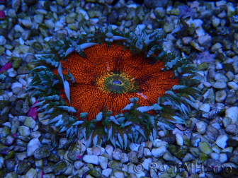 WYSIWYG Phymanthus crucifer (por ejemplo: Epicystis) 5