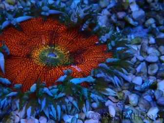 WYSIWYG Phymanthus crucifer (ehemals: Epicystis) 5