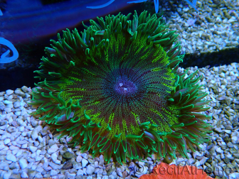 WYSIWYG Phymanthus crucifer (ej: Epicystis) 6