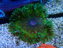 WYSIWYG Phymanthus crucifer (formerly known as Epicystis) 6