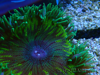 WYSIWYG Phymanthus crucifer (ej: Epicystis) 6