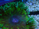 WYSIWYG Phymanthus crucifer (ej: Epicystis) 6