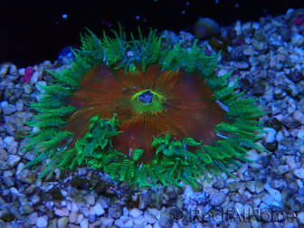 WYSIWYG Phymanthus crucifer (ex: Epicystis) 7