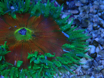 WYSIWYG Phymanthus crucifer (ex: Epicystis) 7