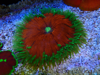 WYSIWYG Phymanthus crucifer (ehemals: Epicystis) 8