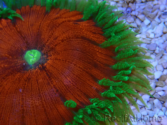 WYSIWYG Phymanthus crucifer (ej.: Epicystis) 8