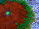 WYSIWYG Phymanthus crucifer (ej.: Epicystis) 8