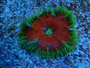 WYSIWYG Phymanthus crucifer (ex: Epicystis) 9