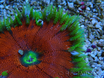 WYSIWYG Phymanthus crucifer (ej.: Epicystis) 9
