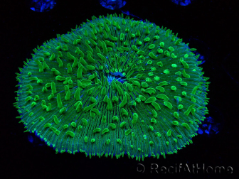 WYSIWYG RAH Lobactis scutaria Blue/Green Tentacles élevage RAH 5 (4.5 cm)