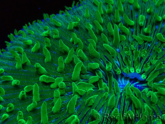 WYSIWYG RAH Lobactis scutaria Blue/Green Tentacles élevage RAH 5 (4.5 cm)