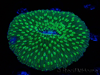 WYSIWYG - RAH Lobactis scutaria Blue/Green Tentacles élevage RAH 8 (6 cm)