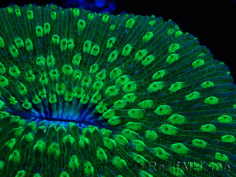 WYSIWYG - RAH Lobactis scutaria Blue/Green Tentacles élevage RAH 8 (6 cm)