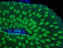 WYSIWYG - RAH Lobactis scutaria Blue/Green Tentacles élevage RAH 6 (4.5 cm)