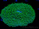 WYSIWYG - RAH Lobactis scutaria Blue/Green Tentacles élevage RAH 6 (4.5 cm)