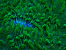 WYSIWYG - RAH Lobactis scutaria Blue/Green Tentacles élevage RAH 6 (4.5 cm)