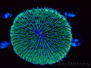 WYSIWYG - RAH Fungia fungites élevage RAH 1 (6 cm)
