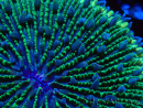 WYSIWYG - RAH Fungia fungites élevage RAH 1 (6 cm)