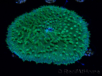 WYSIWYG RAH Lobactis scutaria Blue/Green Tentacles élevage RAH 5 (4.5 cm)