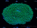 WYSIWYG - RAH Lobactis scutaria Blue/Green Tentacles élevage RAH 6 (4.5 cm)