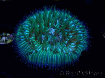 WYSIWYG RAH Cycloseris fragilis5 (3 cm)
