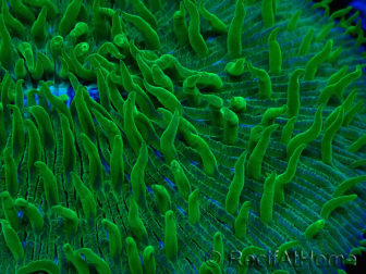 WYSIWYG - RAH Lobactis scutaria Blue/Green Tentacles élevage RAH 6 (6 cm)