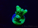 WYSIWYG Acropora 15H7 Mariculture acclimaté led