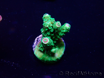 WYSIWYG Acropora 15H7 akklimatisiert LED