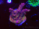 WYSIWYG LR Acropora Gold Dust 5D10