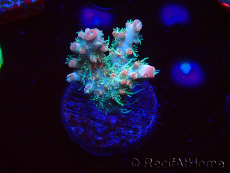 WYSIWYG RAH Acropora Strawberry Ice 5P2