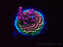 WYSIWYG RAH Acropora hyacinthus Red Planet 5M6