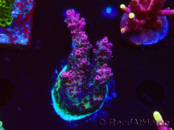 WYSIWYG RAH Acropora hyacinthus Red Planet 5A4