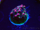 WYSIWYG RAH Acropora hyacinthus Red Planet 5M9