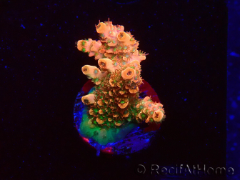 WYSIWYG AK Acropora Bill Murray 5Z1