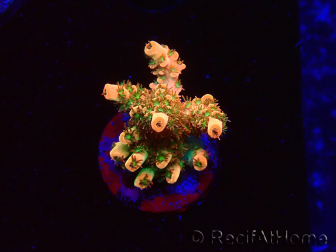 WYSIWYG AK Acropora Bill Murray 5Z2